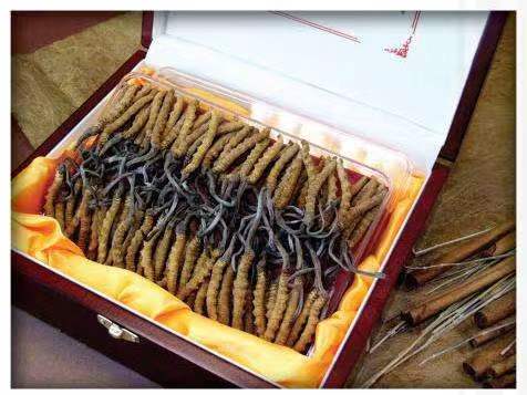 苏仙冬虫夏草回收